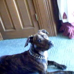 Bailey