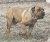 Dog Number Four