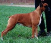 Dog Number Twelve