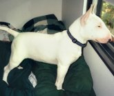 Dog Number Seven