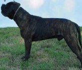 Dog Number Six