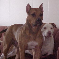 Choppa & Cane