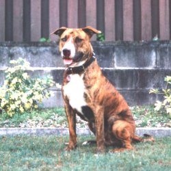 Coda