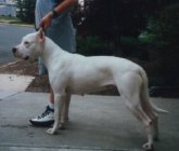 Dog Number Eight