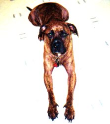 Duke