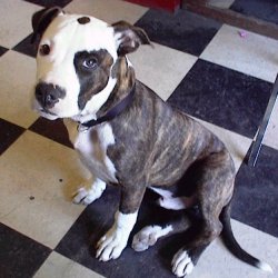 Merlin