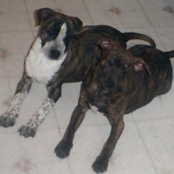 Montgomerys' Guardian XL Pits