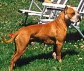 Dog Number Eleven