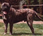 Dog Number Nine