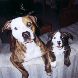 Sharky & Cuda