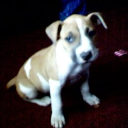 Sheeba