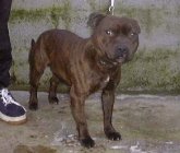 Dog Number Ten