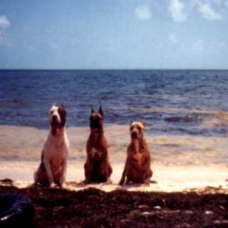 Three Pits From Mexico