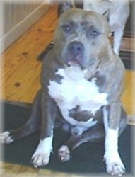 Zeek