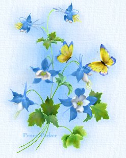 Columbines