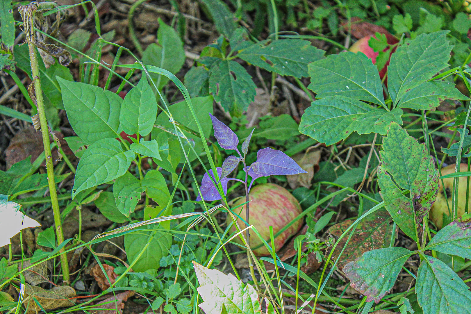 purple three leaf plant