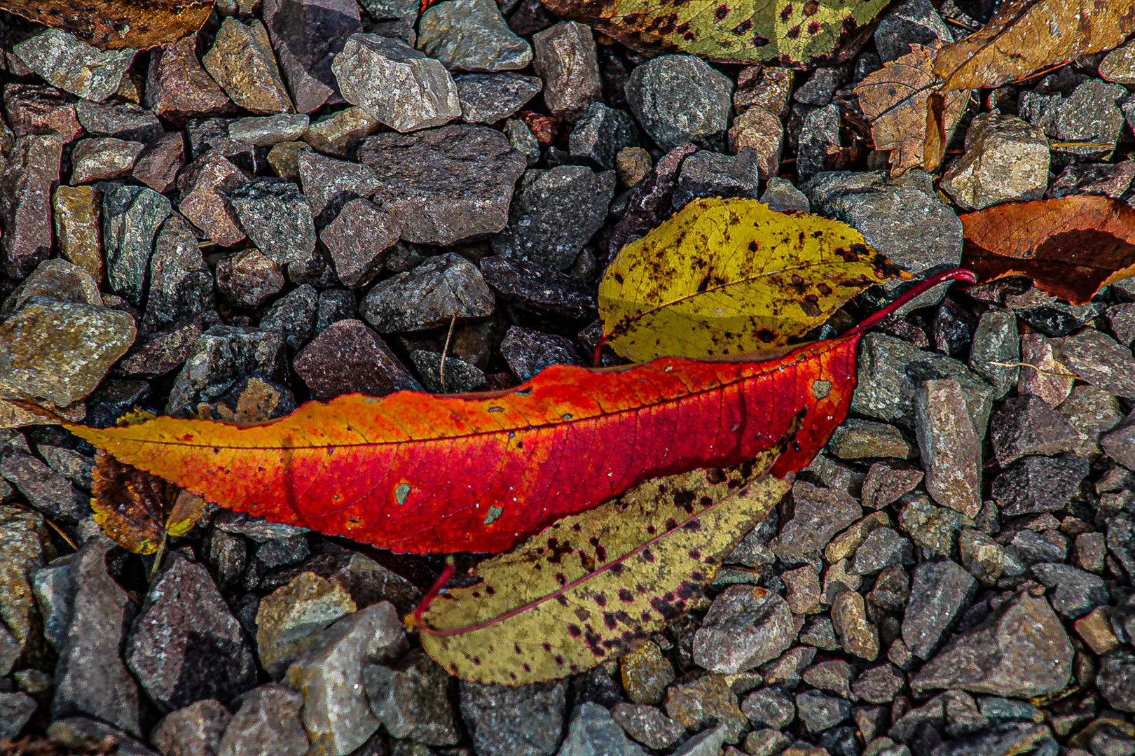 micro image of a orange leaf