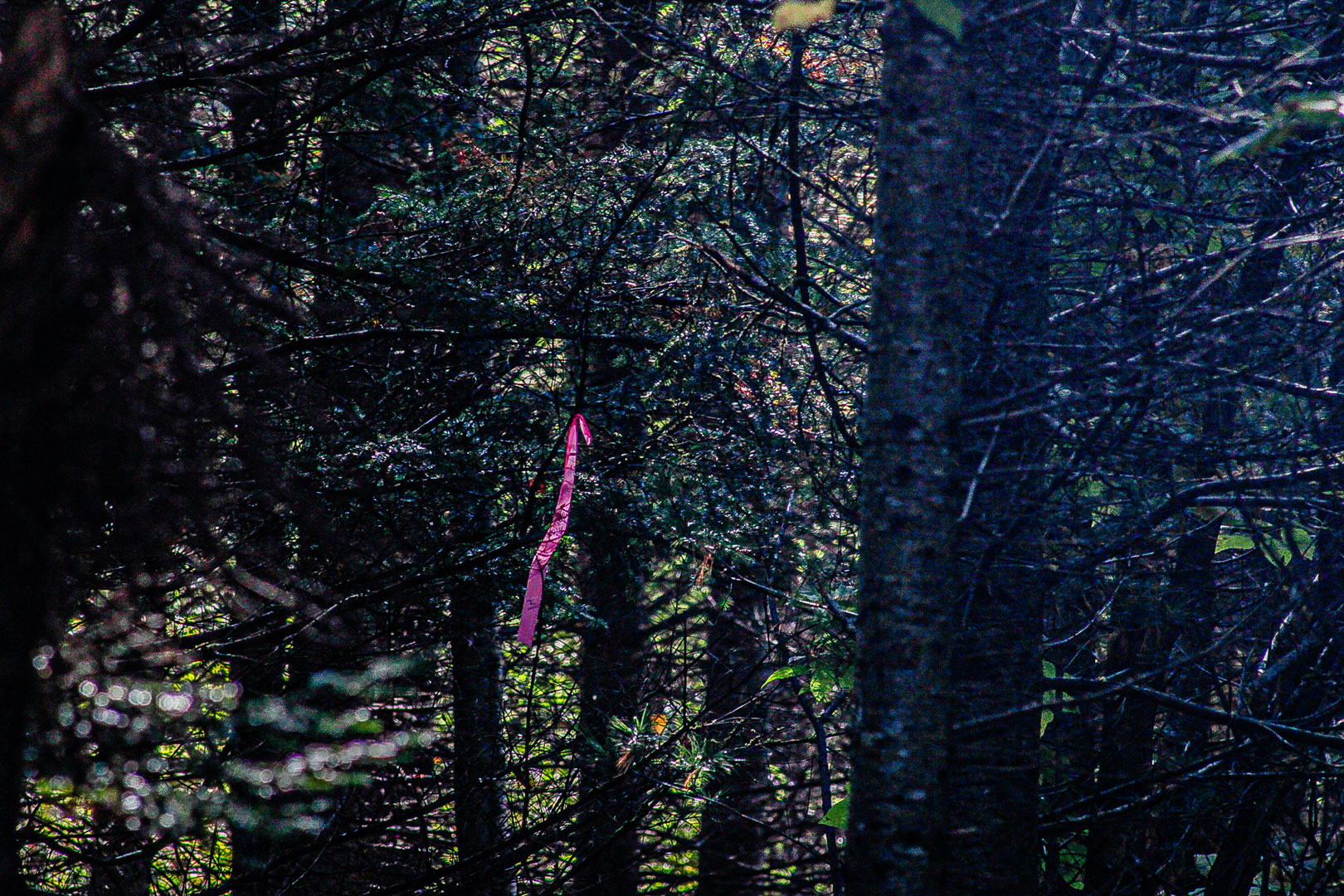 a single pink ribon on a tree 