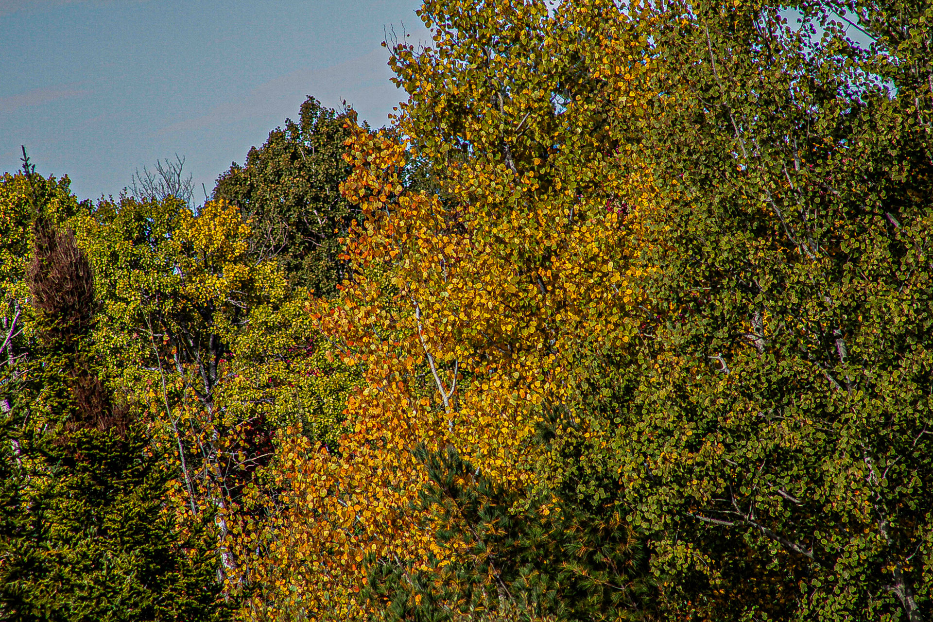 green and yellow trees