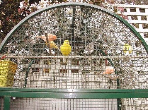 The canaries and finches