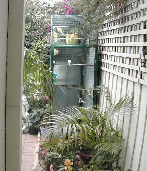 The birds from the kitchen window
