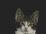 Meet Monty here