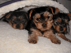 Teddy, Trinket, Patty Cak