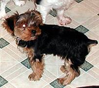Houdini II @ 4 mths 