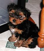 Houdini II @ 8 weeks