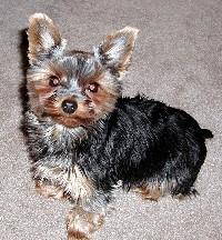 Mitzi Bella 