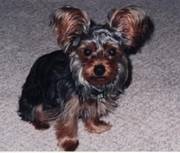 Our Cherished Houdini - We Miss You!
