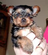 Ruby Sue @ 3 mths