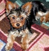 Ruby Sue @ 7 mths