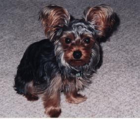 Our Yorkies