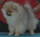 Mikie