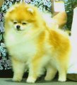SAL-MAR PRECIOUS CASSIE