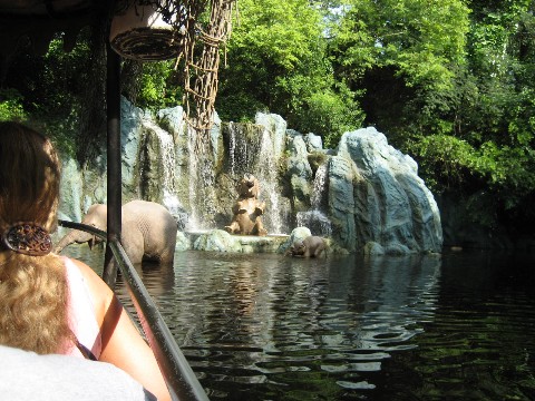 The Jungle ride....
