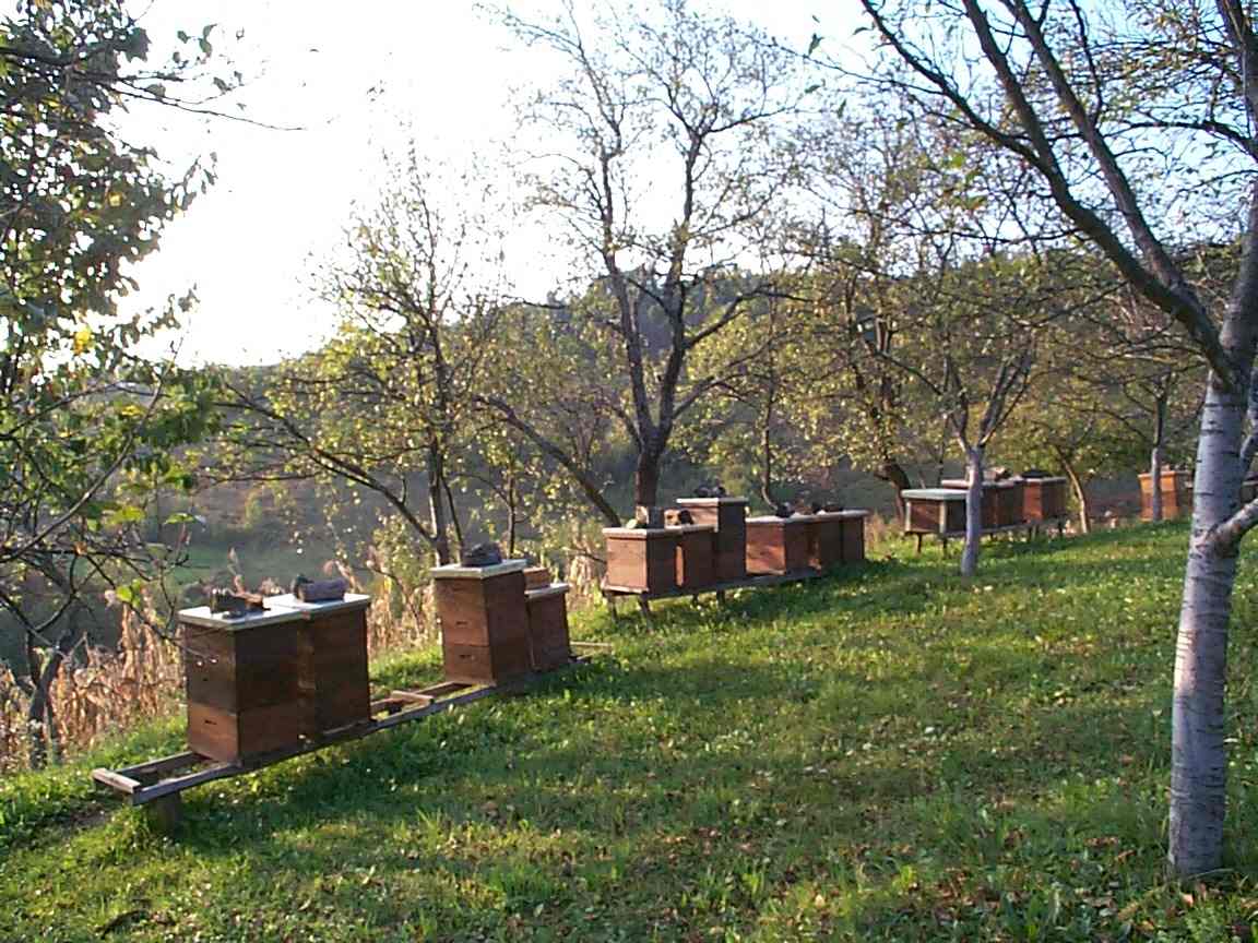 Porodicni pcelinjak u selu Podgradje u podnozju Kozare