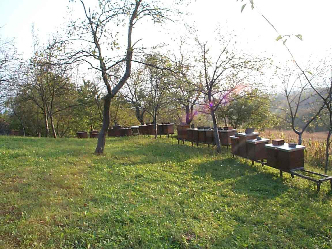 Porodicni pcelinjak u selu Podgradje u podnozju Kozare