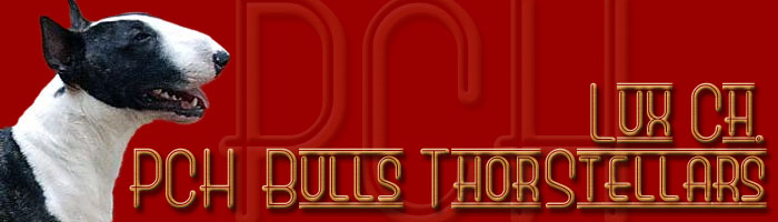 PCH&nbsp;Bull Terriers