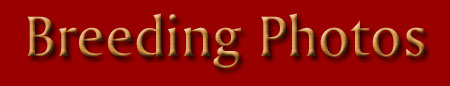 Breeding photos