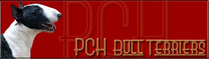 PCH&nbsp;Bull Terriers