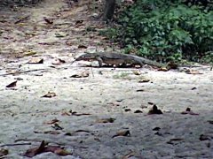 lizard