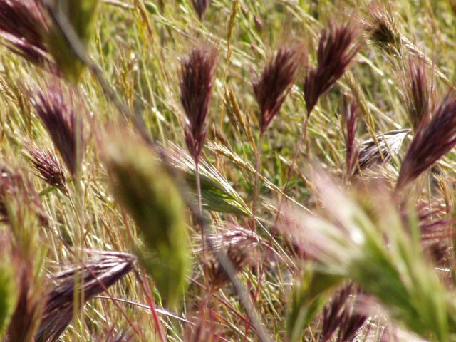 grass