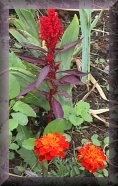 orange marigolds