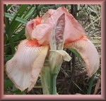 pink iris