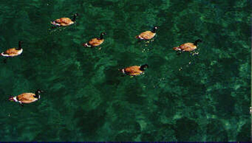 Lake Tahoe ducks