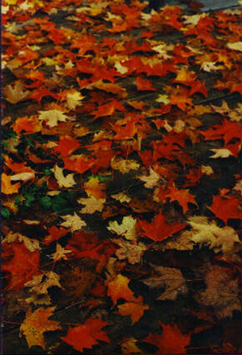 I still look forward to the fall leaves.