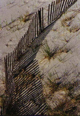Dune grasses