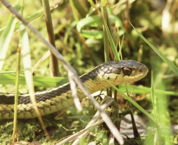 Garter snake up close and personal